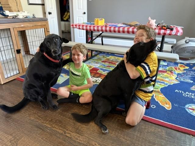 Enlarge Mulligan and  Jenna (bonded pair), a ADOPTABLE Black Labrador Retriever in Trophy Club, TX image 4/5