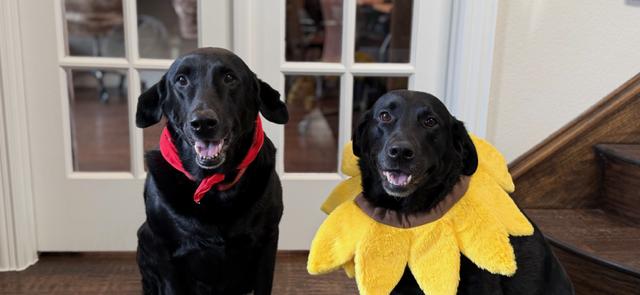 Enlarge Mulligan and  Jenna (bonded pair), a ADOPTABLE Black Labrador Retriever in Trophy Club, TX image 2/5