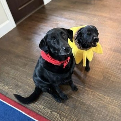 Enlarge Mulligan and  Jenna (bonded pair), a ADOPTABLE Black Labrador Retriever in Trophy Club, TX image 1/5