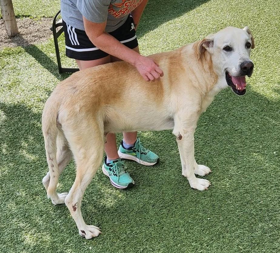 Enlarge Lemon, a ADOPTABLE Labrador Retriever in Independence, MO image 1/6