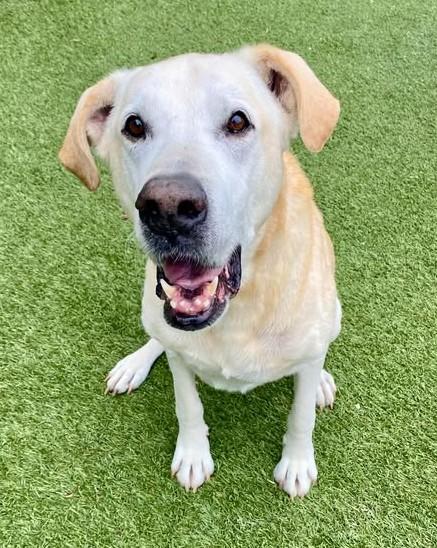 Enlarge Lemon, a ADOPTABLE Labrador Retriever in Independence, MO image 5/6