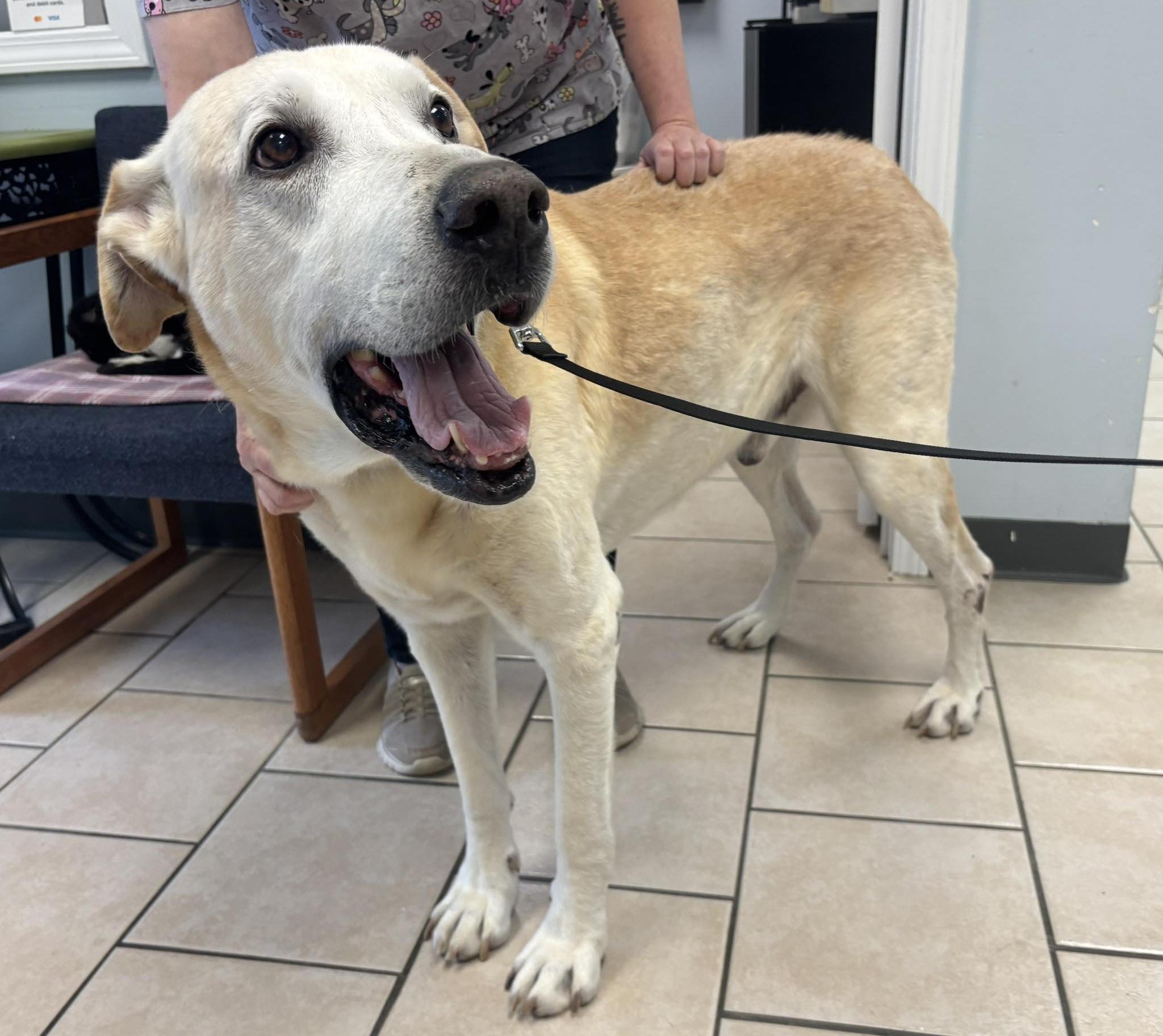 Enlarge Lemon, a ADOPTABLE Labrador Retriever in Independence, MO image 2/6