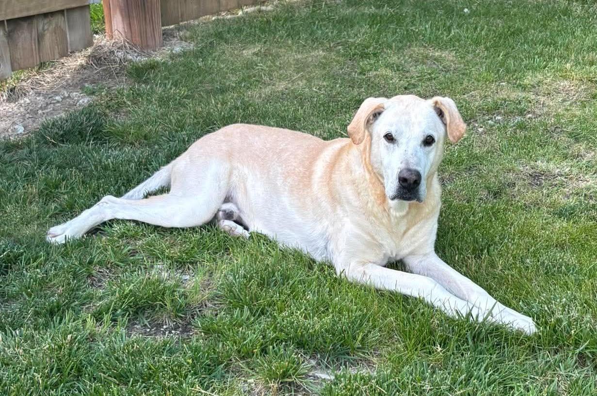 Enlarge Lemon, a ADOPTABLE Labrador Retriever in Independence, MO image 4/6