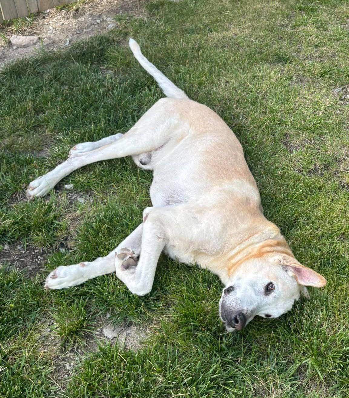 Enlarge Lemon, a ADOPTABLE Labrador Retriever in Independence, MO image 6/6