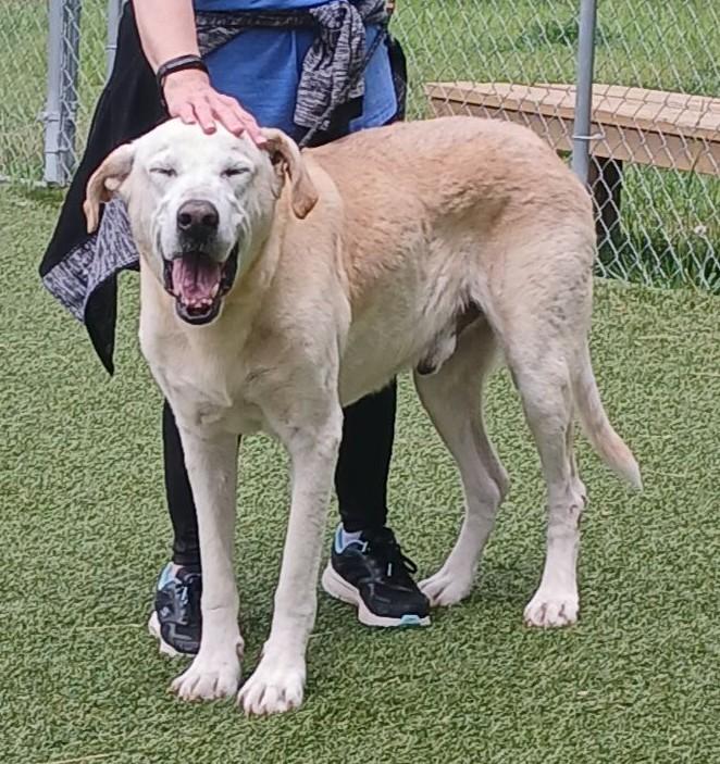 Enlarge Lemon, a ADOPTABLE Labrador Retriever in Independence, MO image 1/6