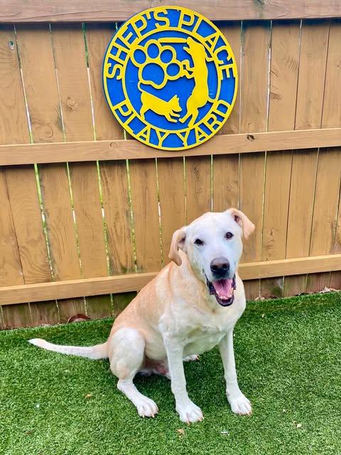 Enlarge Lemon, a ADOPTABLE Labrador Retriever in Independence, MO image 3/6