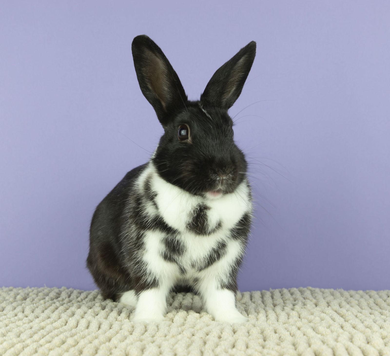 Mina, Adoptable, Adult Female Dwarf.