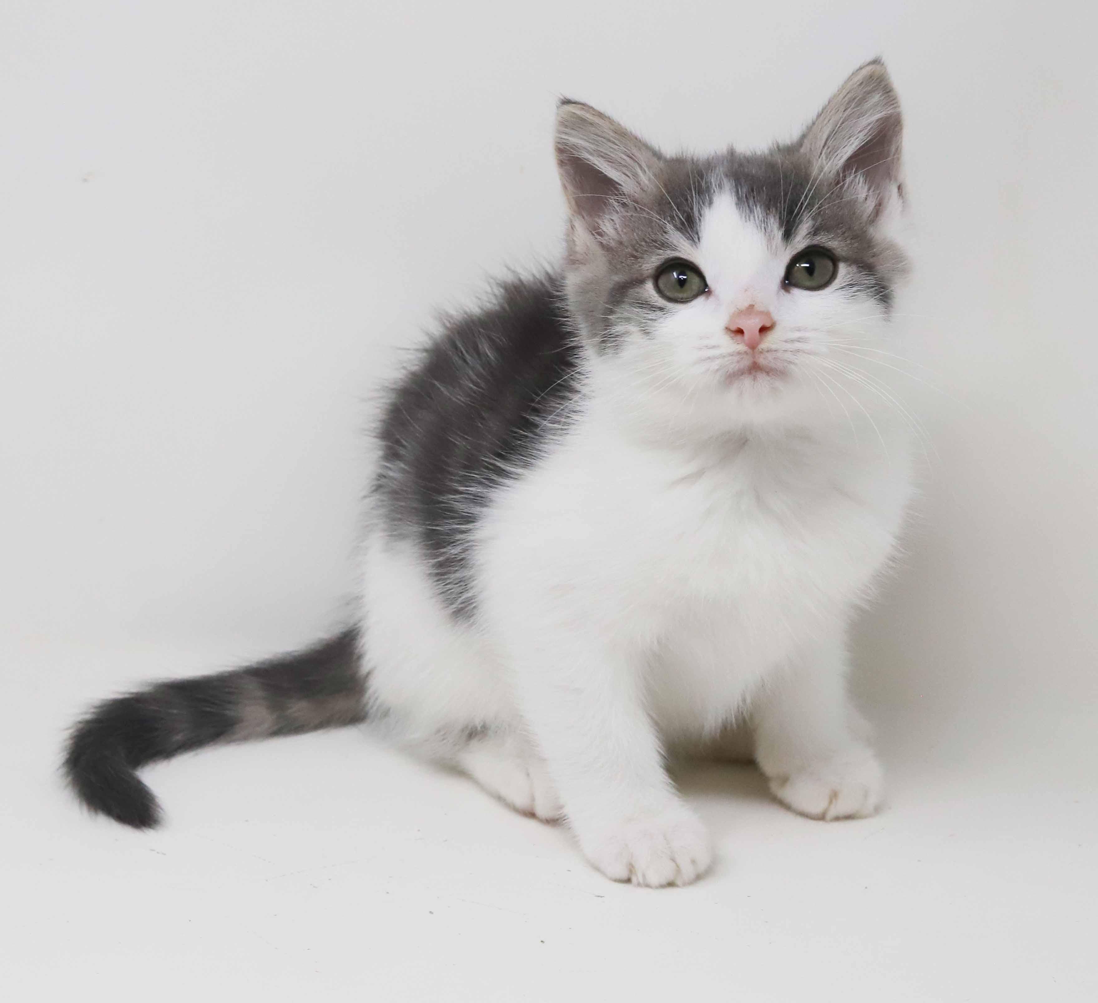 Dixon and Daffodil are mini dreams!!