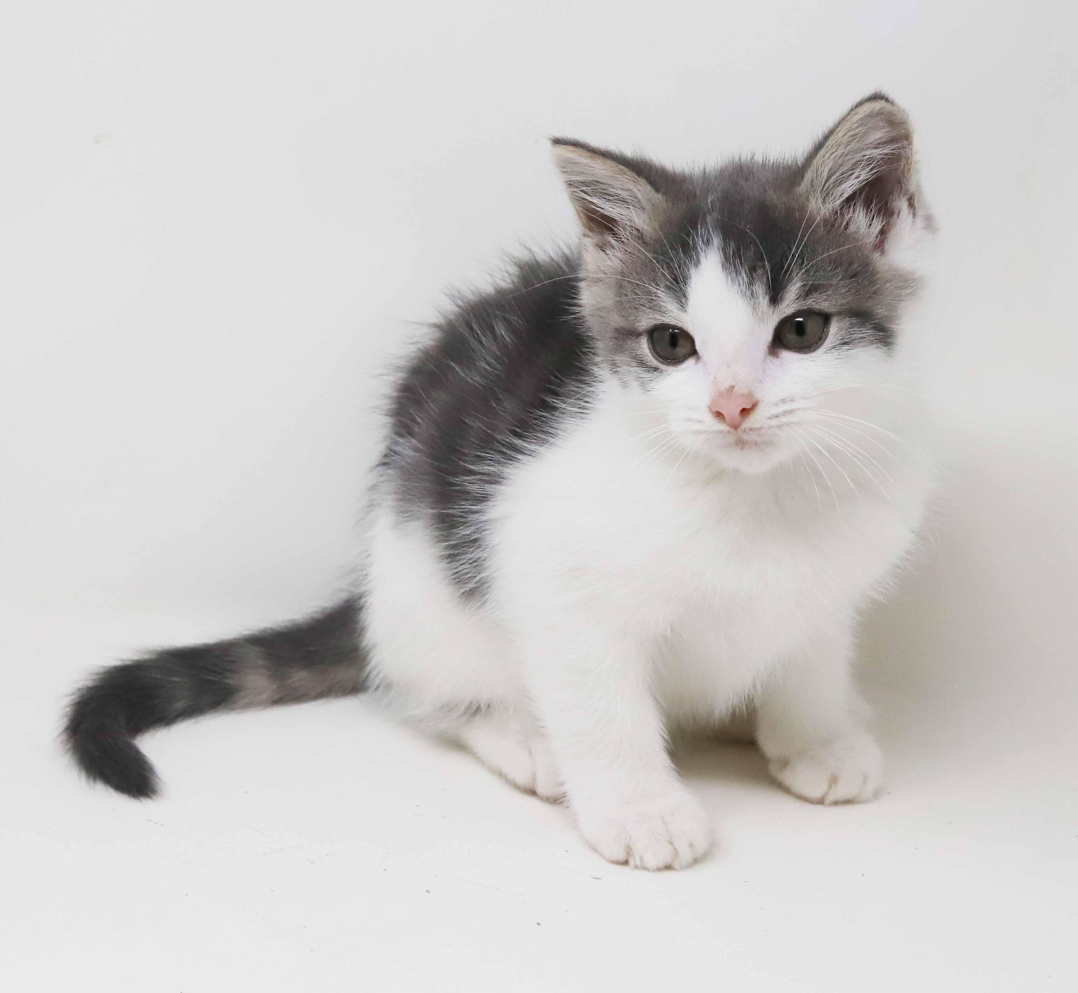 Dixon and Daffodil are mini dreams!!