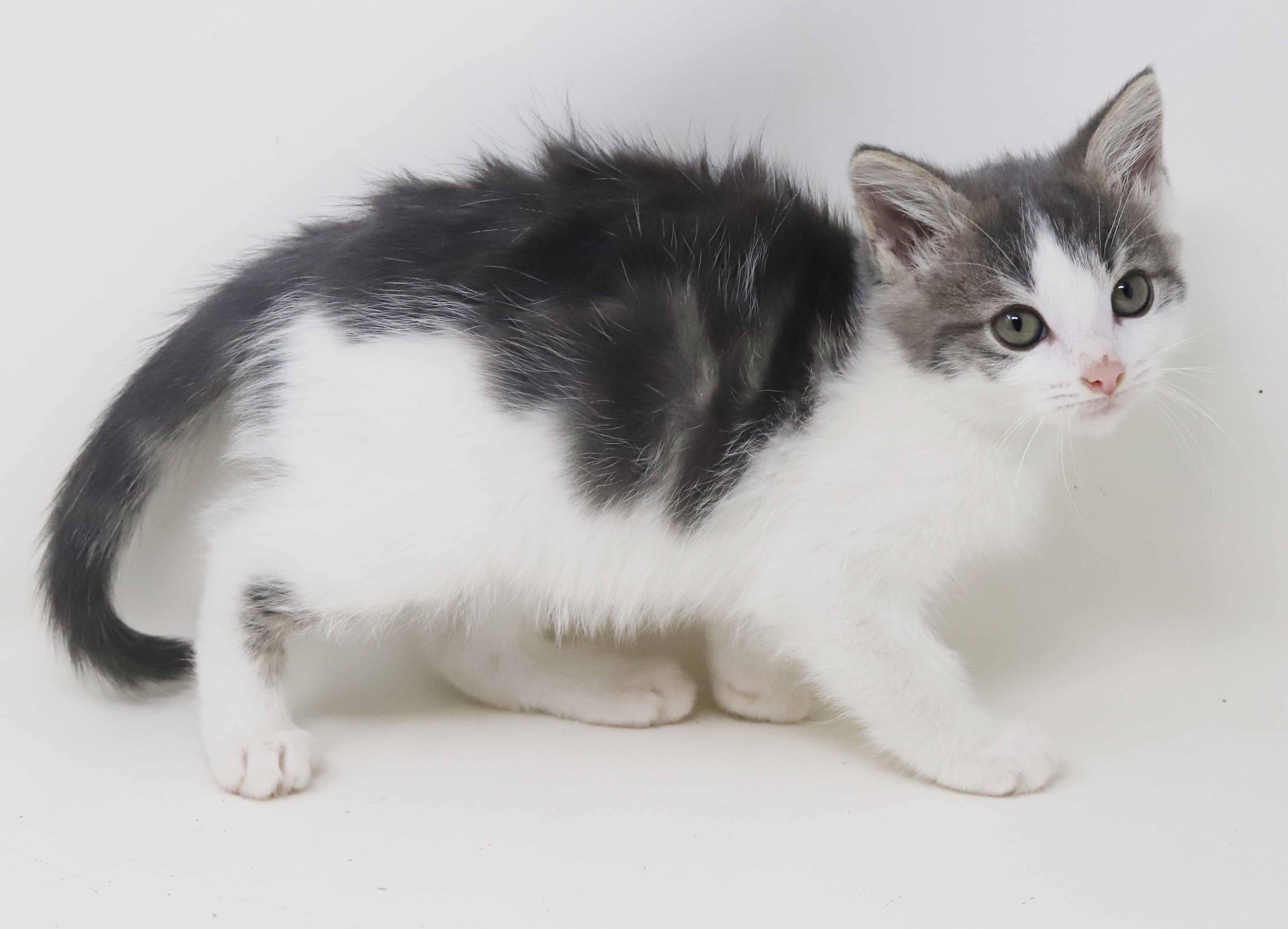 Dixon and Daffodil are mini dreams!!