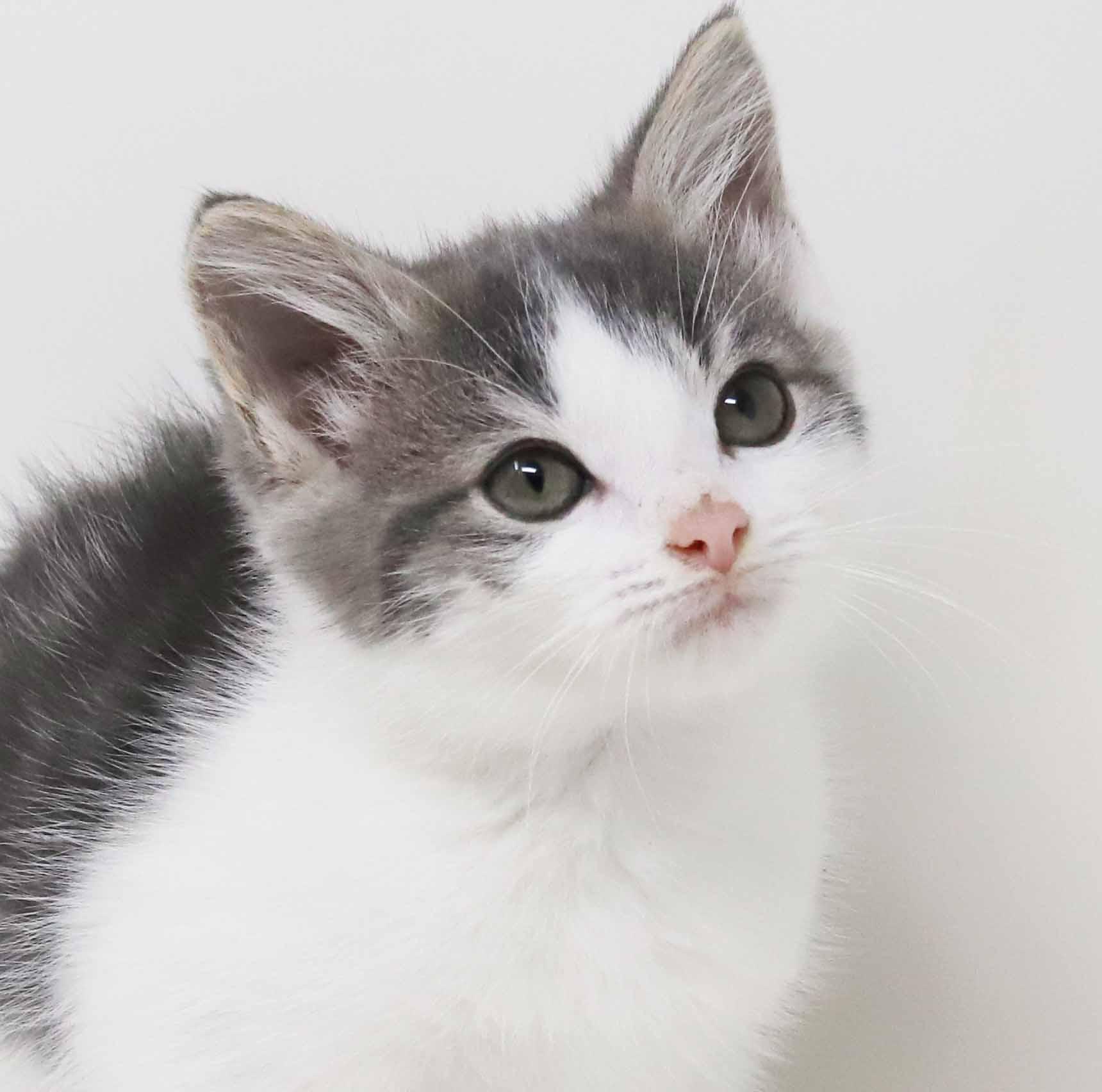 Dixon and Daffodil are mini dreams!!