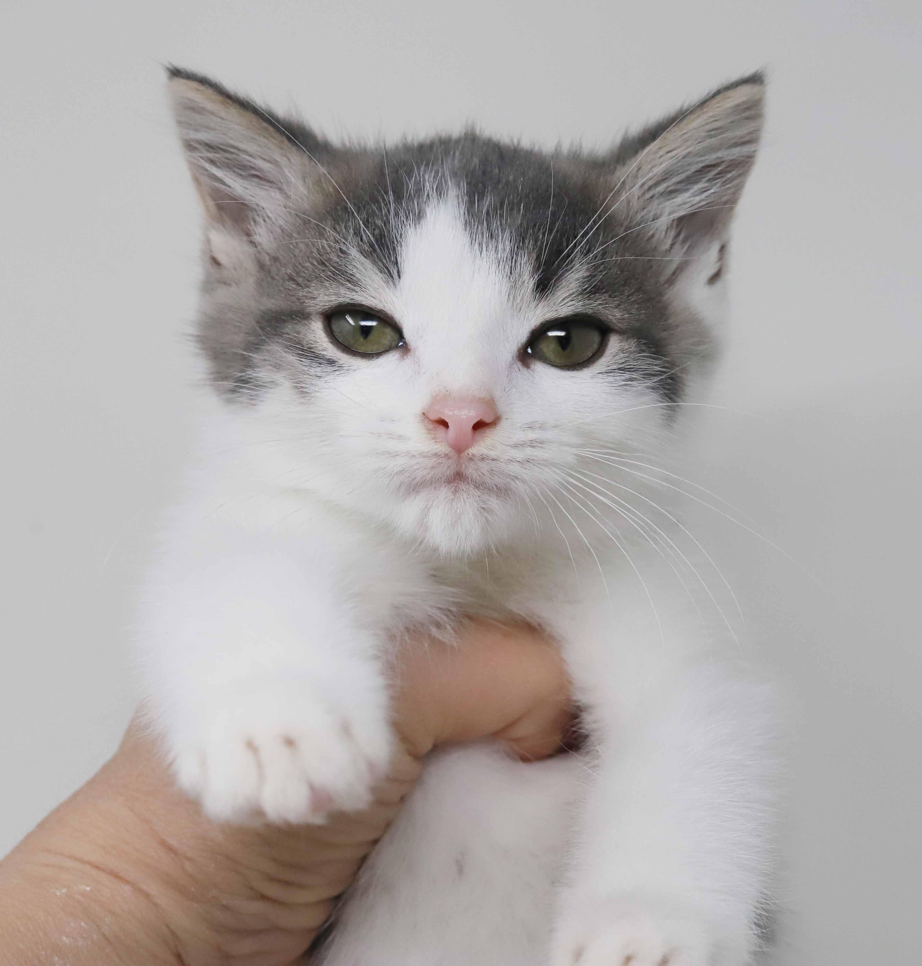 Dixon and Daffodil are mini dreams!!