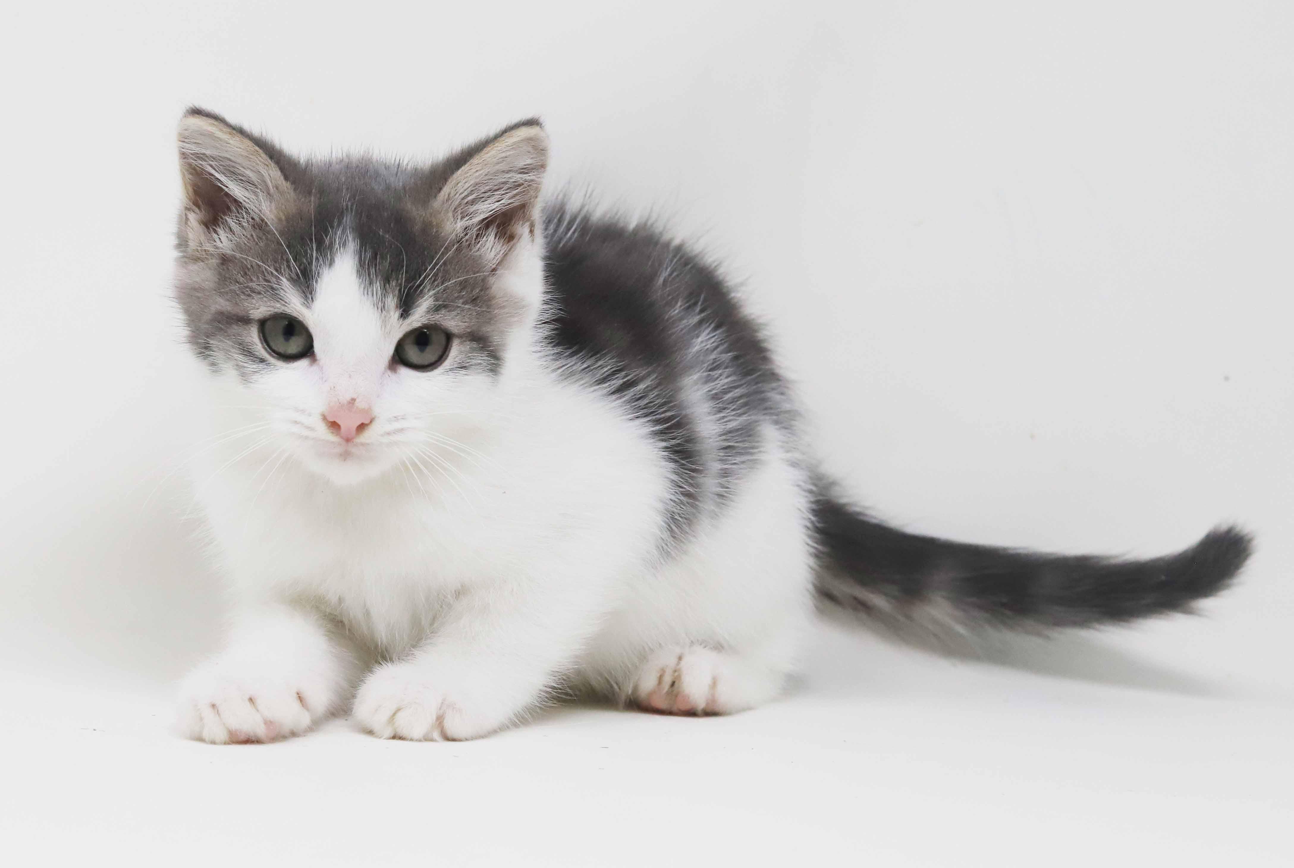 Dixon and Daffodil are mini dreams!!