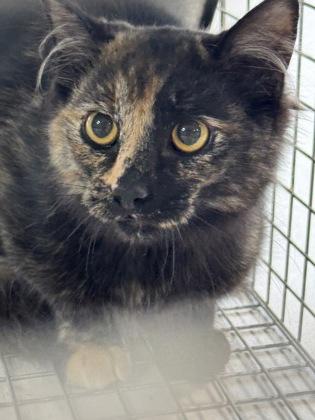 Elvira, Adoptable, Adult Female Domestic Short Hair & Domestic Short Hair.