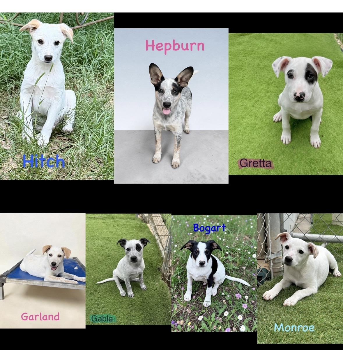 Hitch, Hepburn, Garland, Bogart, Monroe, Greta and Gable, Adoptable, Puppy Female Australian Cattle Dog / Blue Heeler.