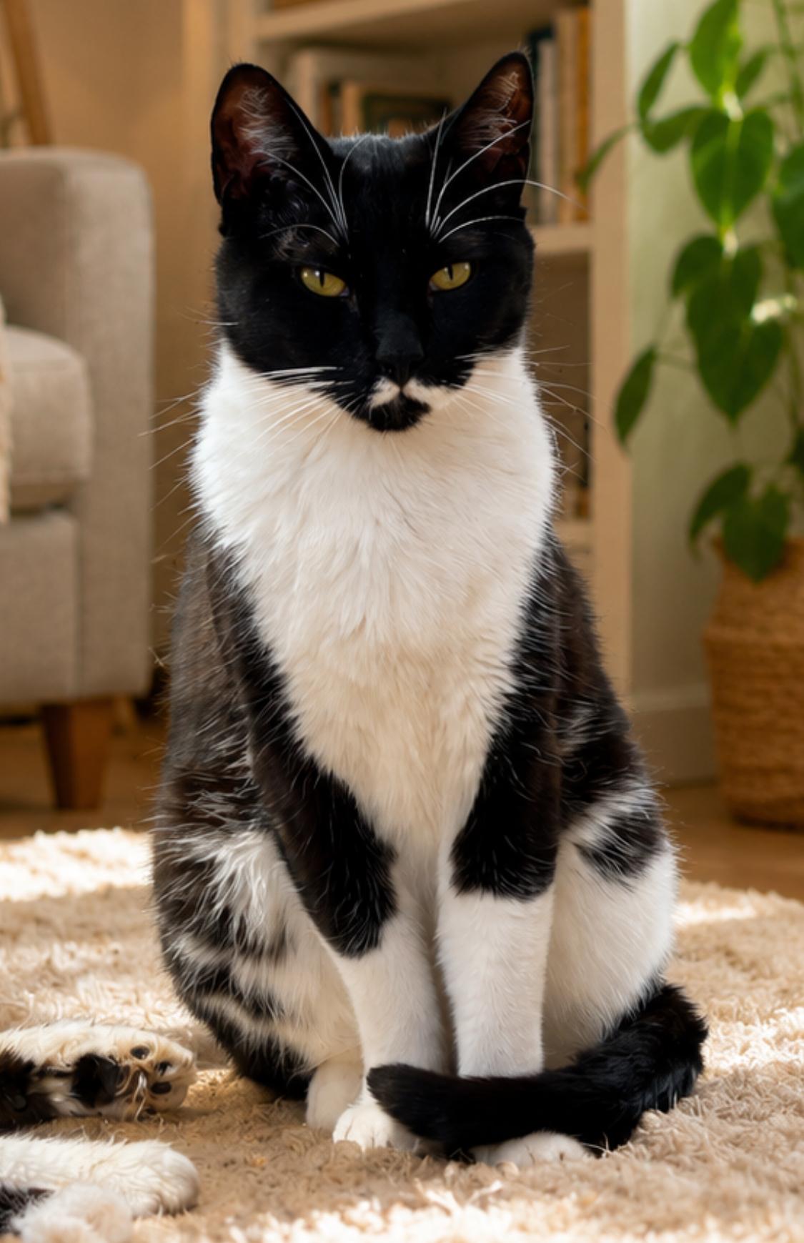 Pierre, ADOPTABLE, Adult Male Domestic Short Hair.