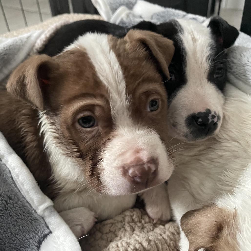 Olaf, Adoptable, Puppy Male Border Collie & American Staffordshire Terrier.