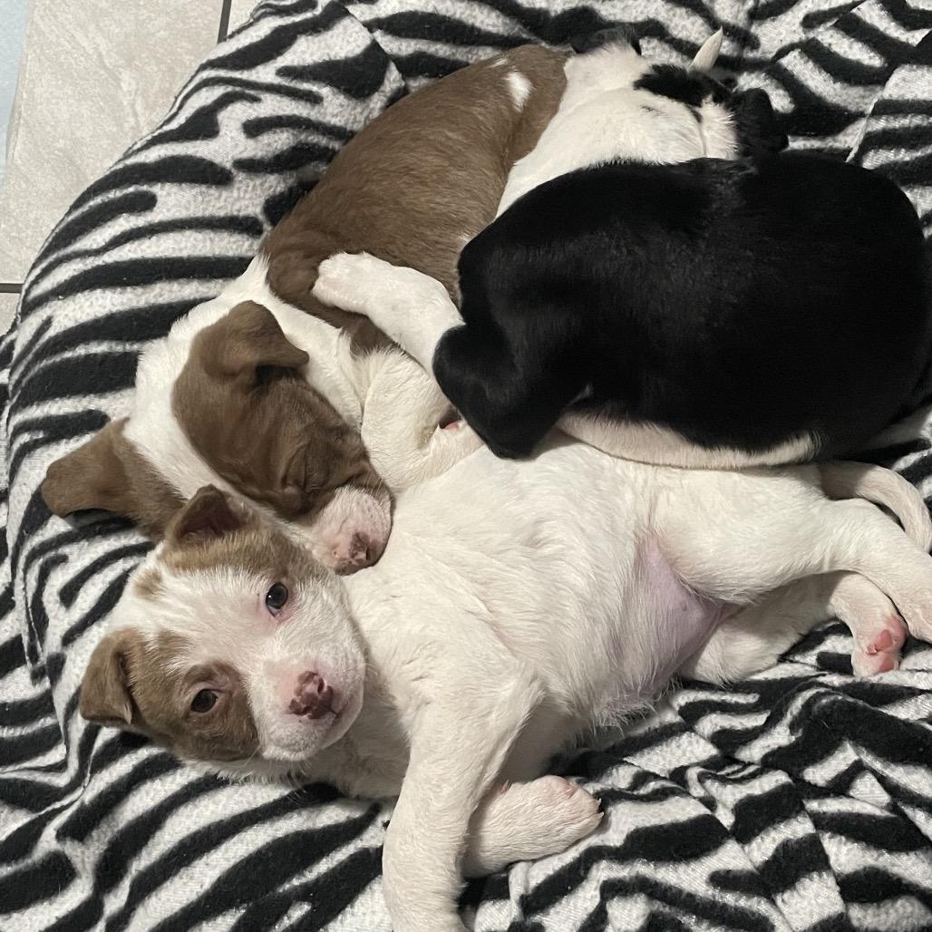 Enlarge Olaf, a Adoptable mixed breed in Northville, MI image 2/5