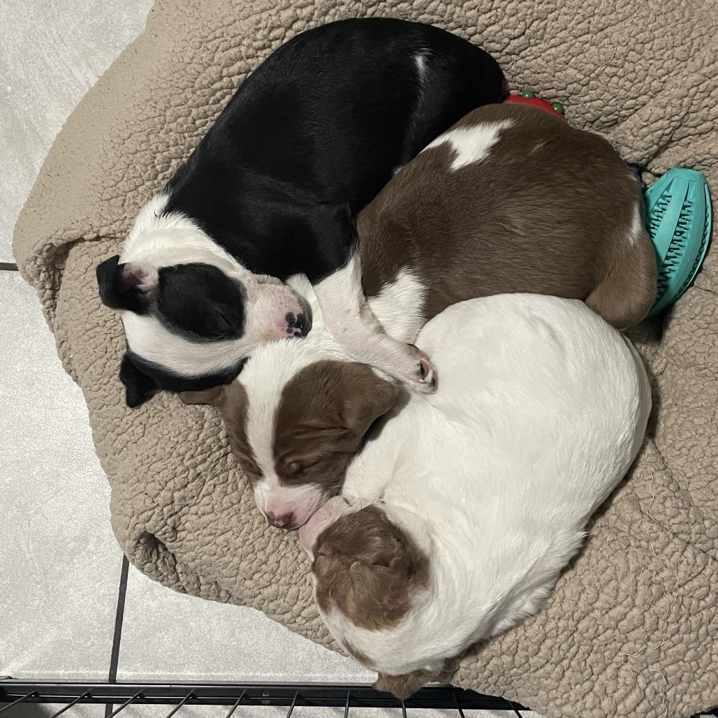 Enlarge Olaf, a Adoptable mixed breed in Northville, MI image 3/5