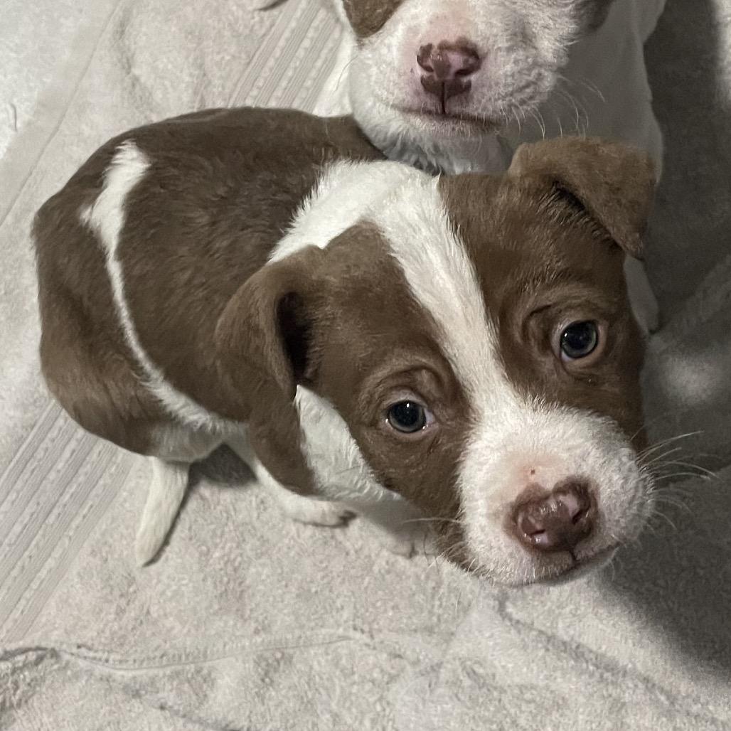 Enlarge Olaf, a Adoptable mixed breed in Northville, MI image 5/5