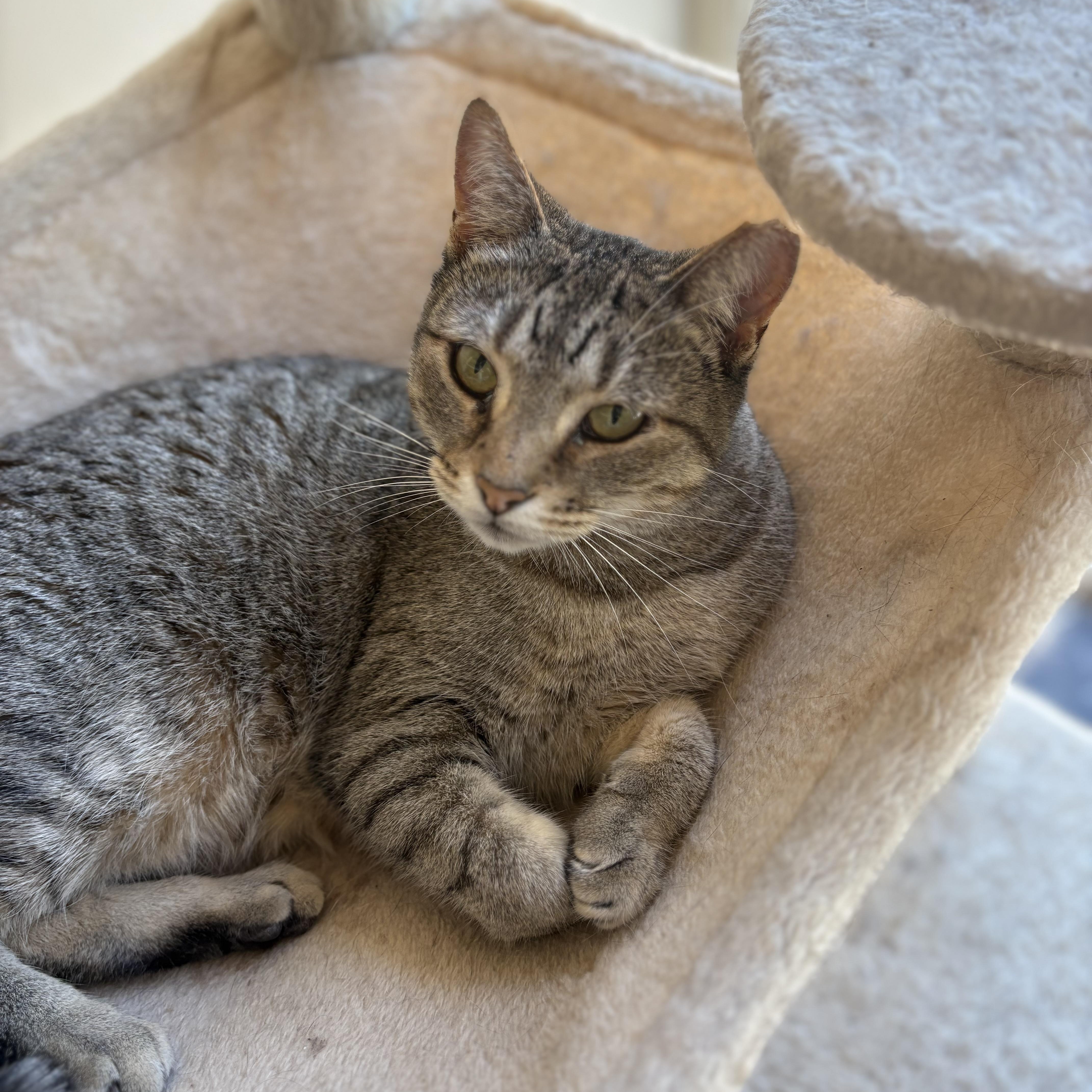 Emma, a Adoptable Tabby in SCOTTSDALE, AZ image 3/5