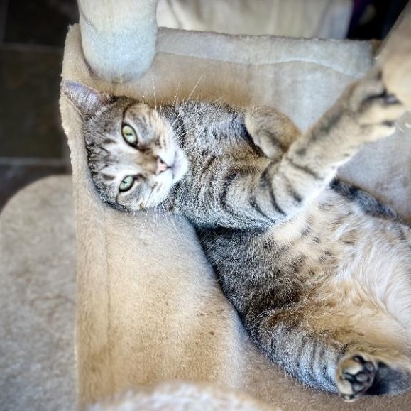 Emma, Adoptable, Adult Female Tabby.
