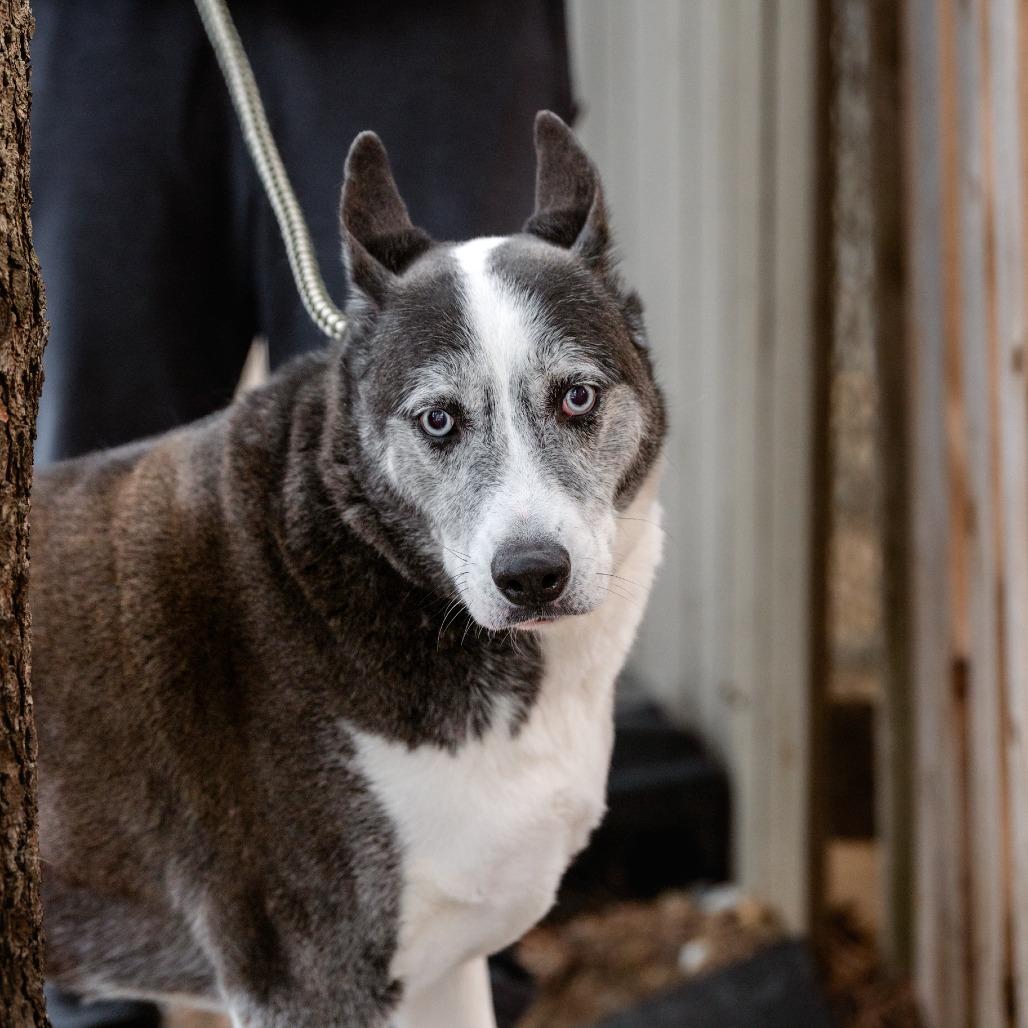 Enlarge Tiberius, a Adoptable mixed breed in Chester Springs, PA image 6/6