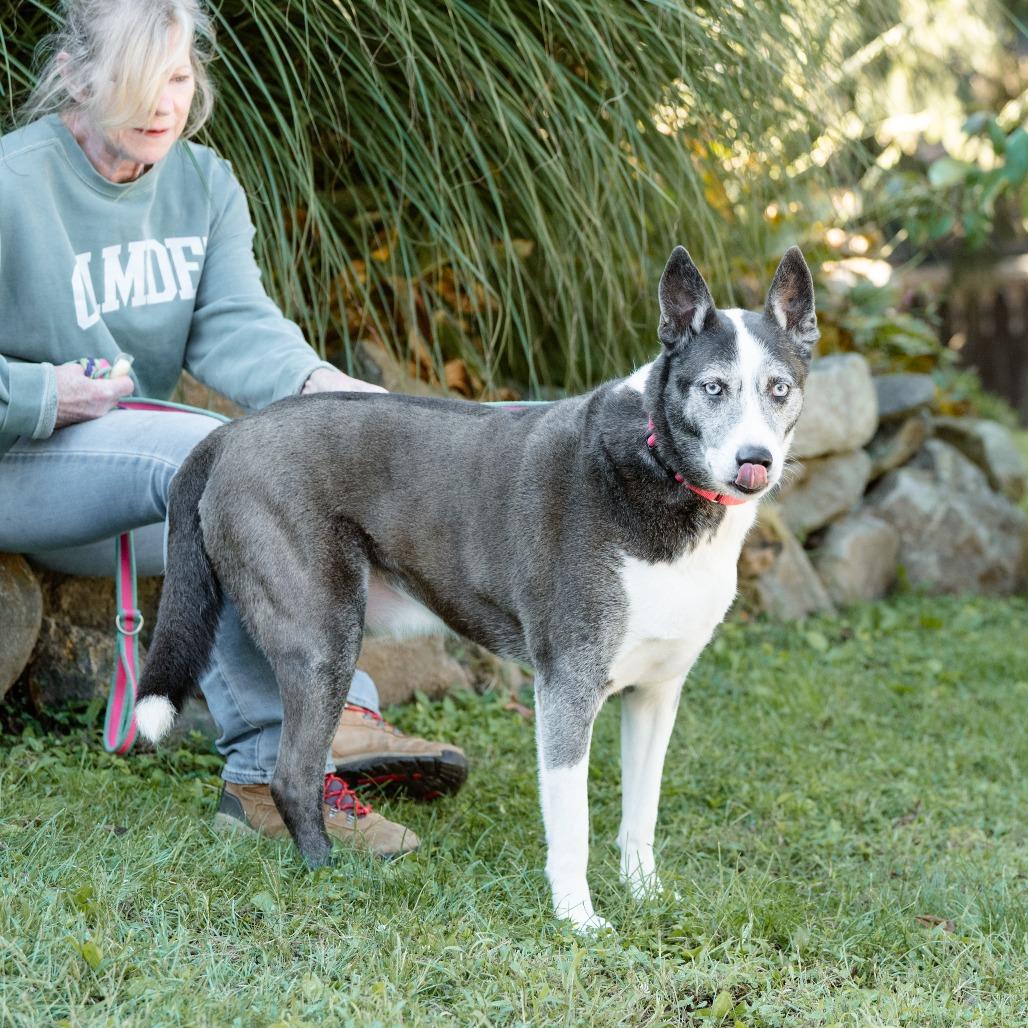 Enlarge Tiberius, a Adoptable mixed breed in Chester Springs, PA image 1/6