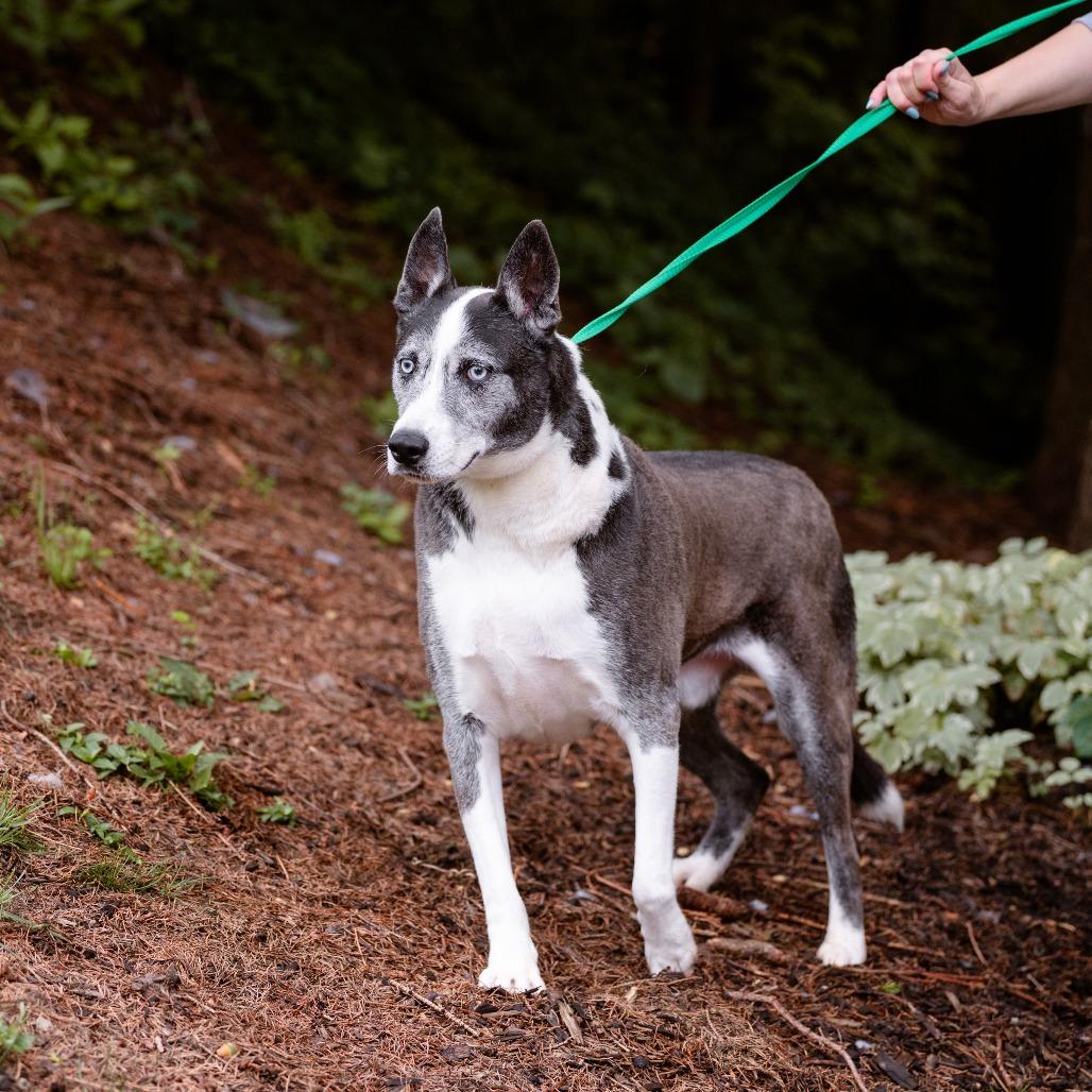 Enlarge Tiberius, a Adoptable mixed breed in Chester Springs, PA image 3/6