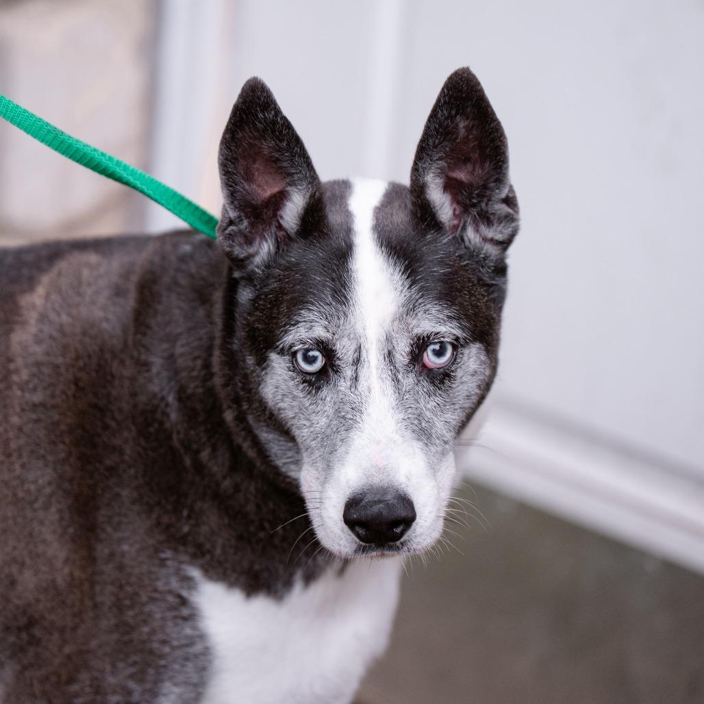 Enlarge Tiberius, a Adoptable mixed breed in Chester Springs, PA image 4/6