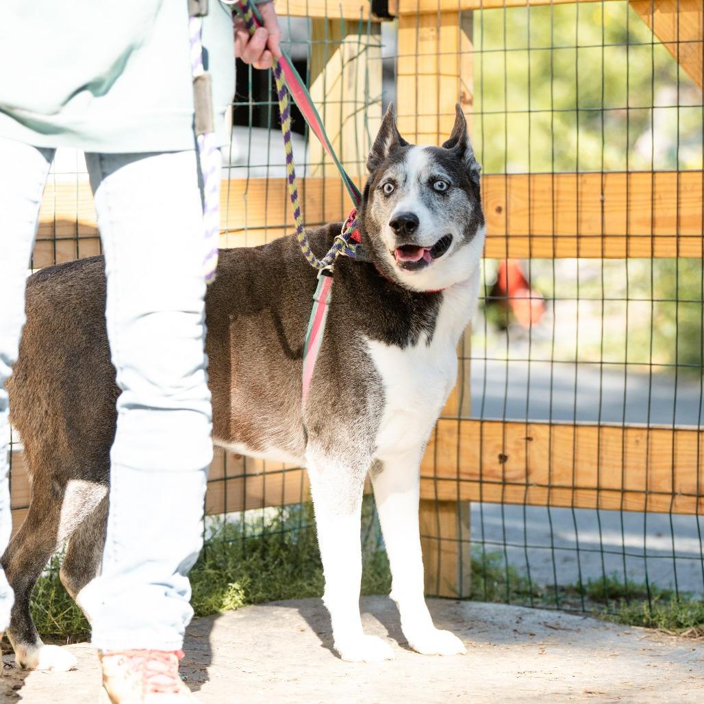 Enlarge Tiberius, a Adoptable mixed breed in Chester Springs, PA image 5/6