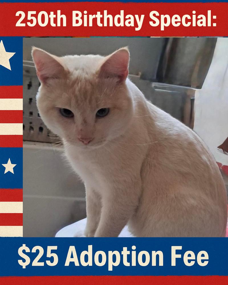 Enlarge Nixi Kai, a Adoptable mixed breed in Poplar Grove, IL image 1/2