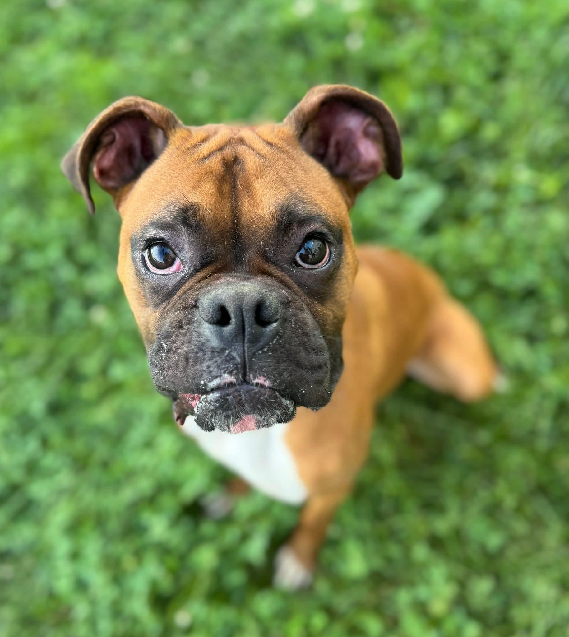 Rascal Jr.