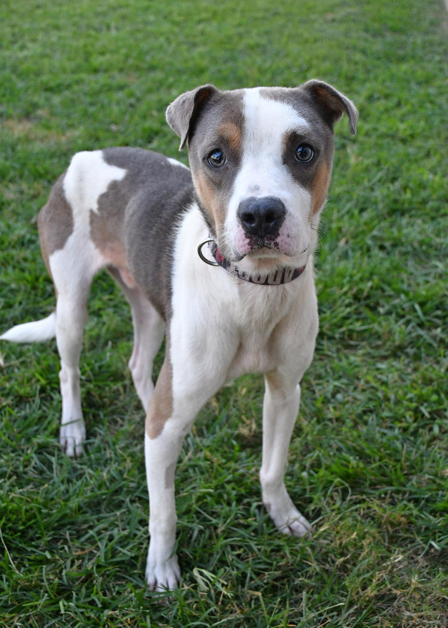 Kurt **Courtesy Post. Out of town pet. See below for details**