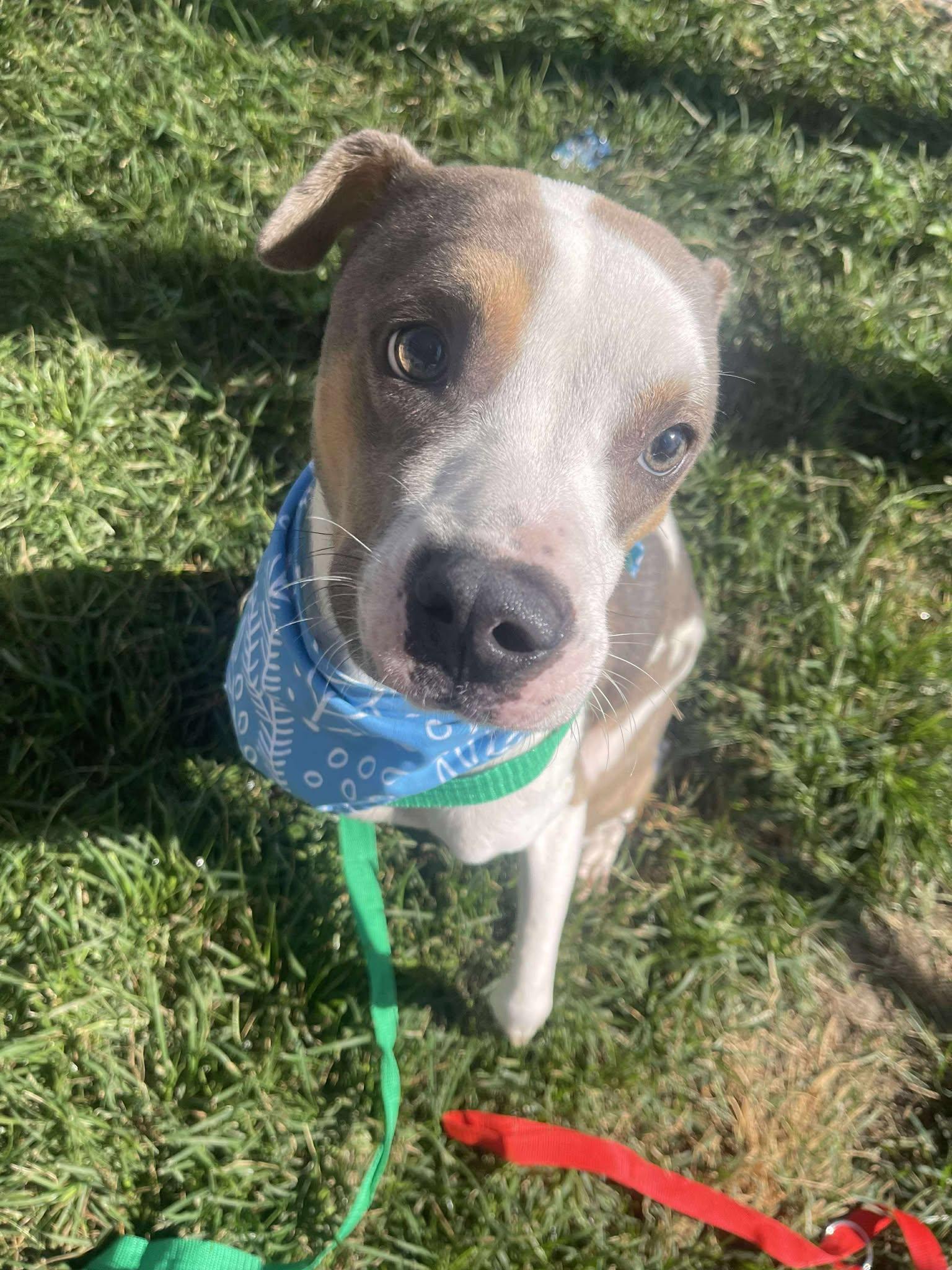 Kurt **Courtesy Post. Out of town pet. See below for details**