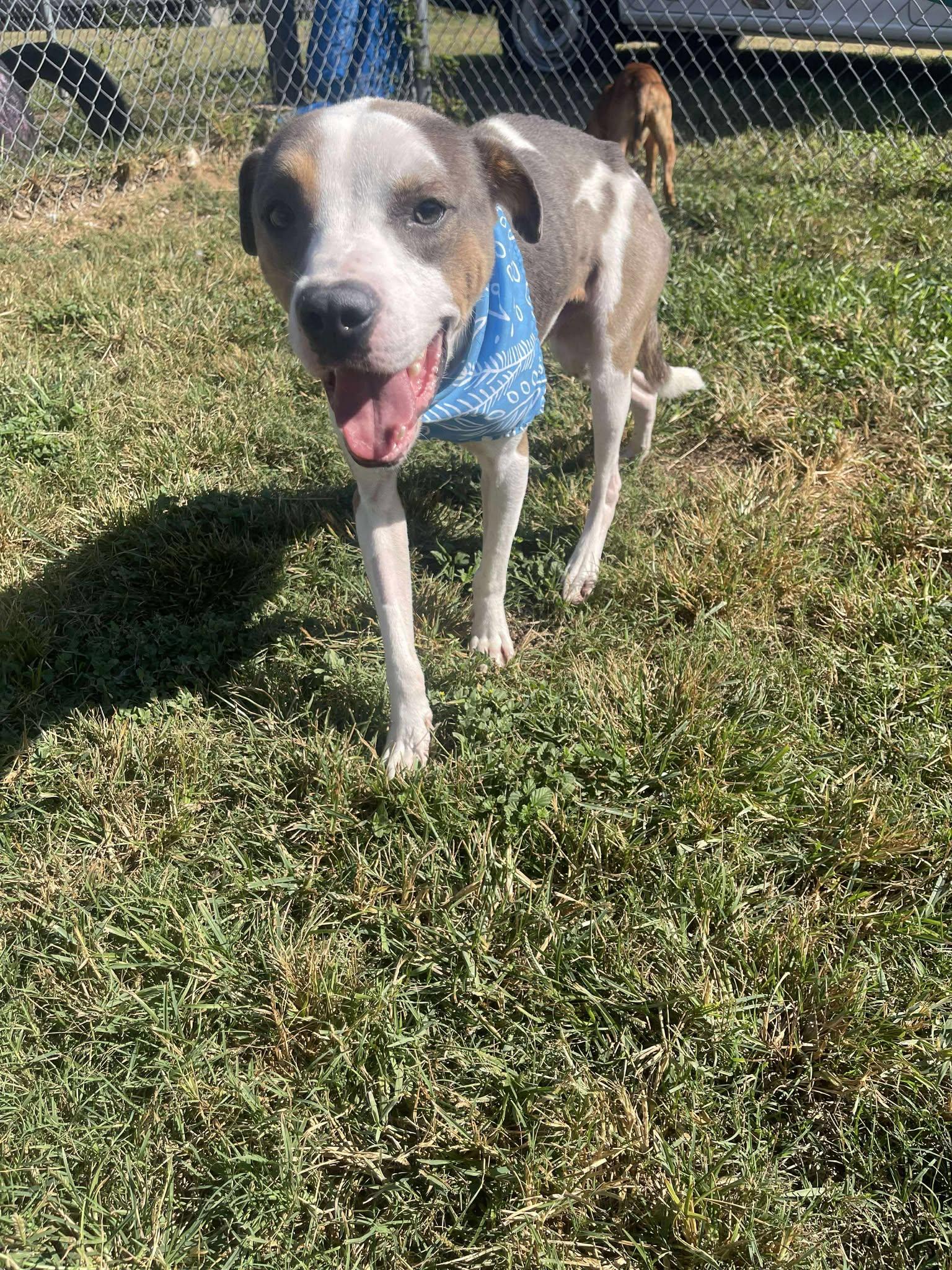 Kurt **Courtesy Post. Out of town pet. See below for details**