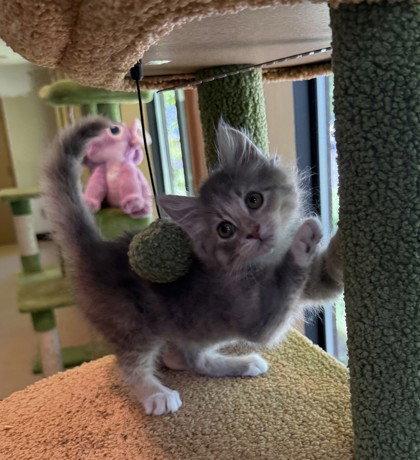 Petit-Suisse, Adoptable, Young Female Domestic Medium Hair.