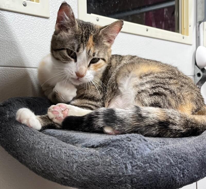 Enlarge Molly, a Adoptable Domestic Short Hair in North Babylon, NY image 2/6