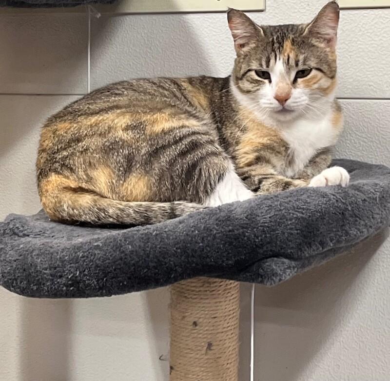 Enlarge Molly, a Adoptable Domestic Short Hair in North Babylon, NY image 3/6