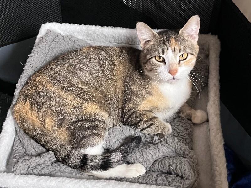 Enlarge Molly, a Adoptable Domestic Short Hair in North Babylon, NY image 4/6