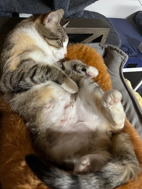 Enlarge Molly, a Adoptable Domestic Short Hair in North Babylon, NY image 5/6