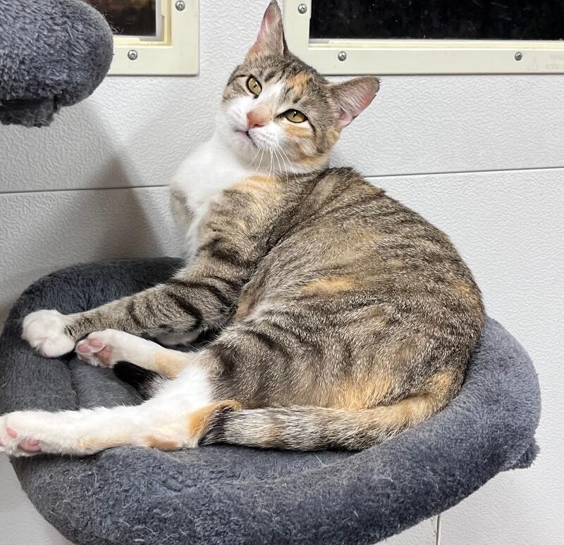 Enlarge Molly, a Adoptable Domestic Short Hair in North Babylon, NY image 6/6