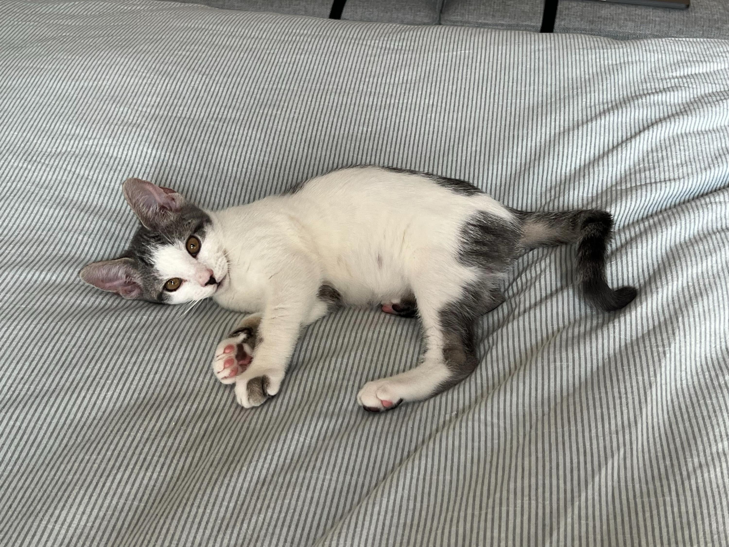 Walnut, a ADOPTABLE Domestic Short Hair in Long Island City, NY image 4/6