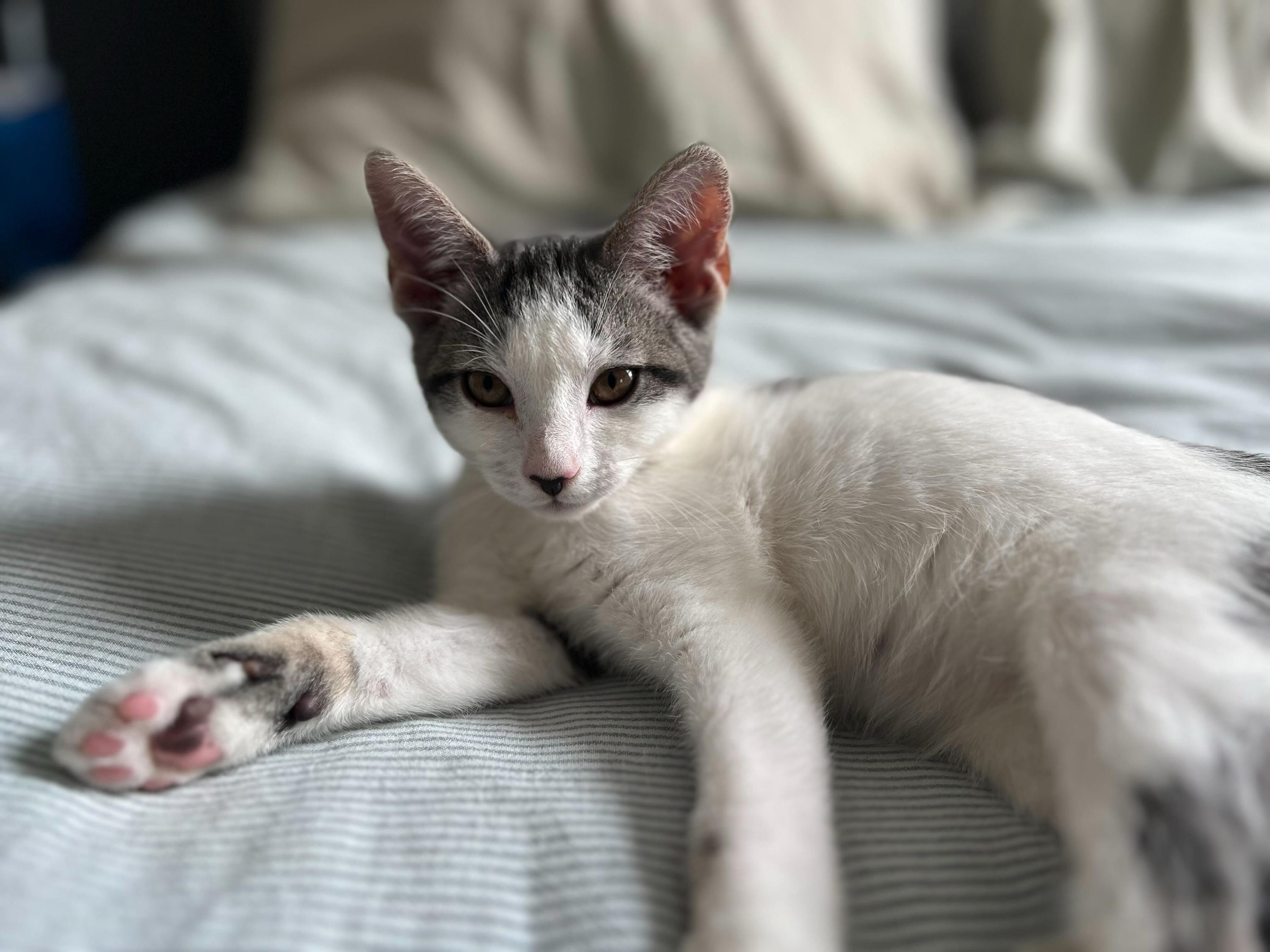 Walnut, a ADOPTABLE Domestic Short Hair in Long Island City, NY image 1/6