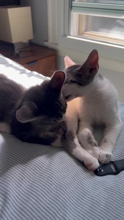 Enlarge Walnut, a ADOPTABLE Domestic Short Hair in Long Island City, NY video 6/6