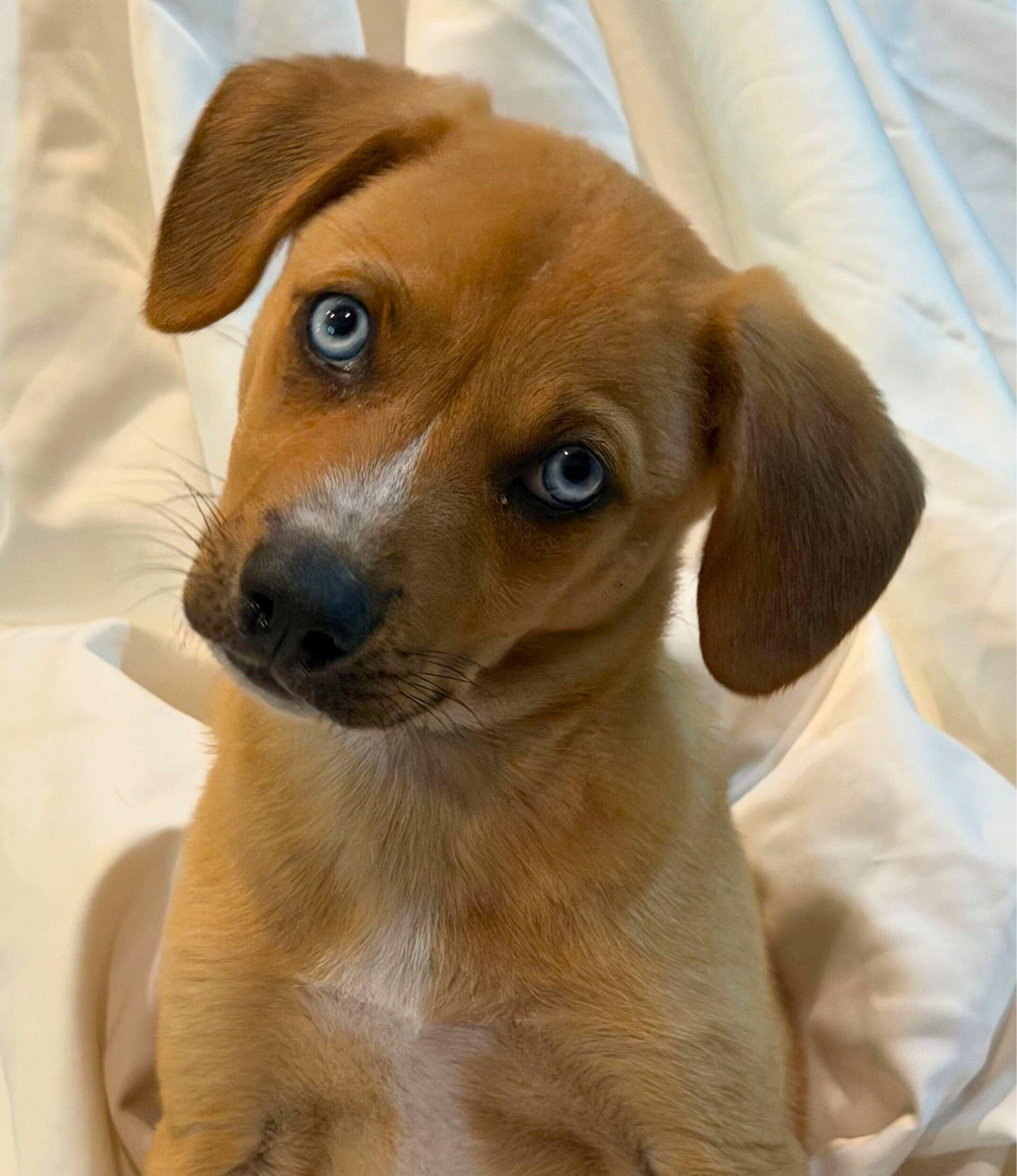 Enlarge Spice Boys, a ADOPTABLE mixed breed in Garland, TX image 4/4