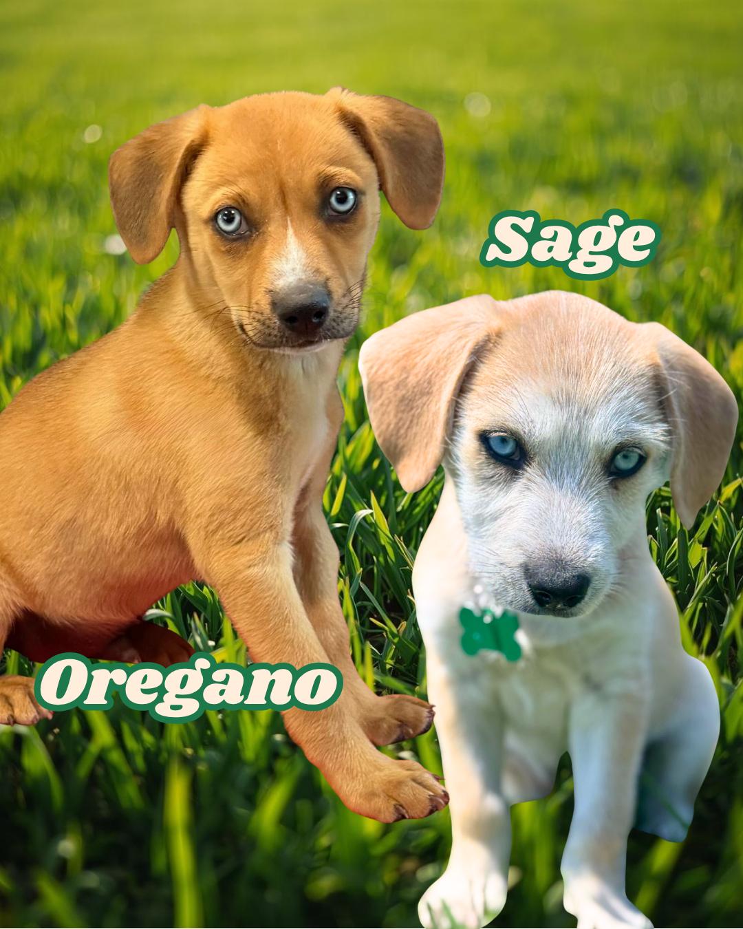 Spice Boys, ADOPTABLE, Puppy Male Poodle & Husky.