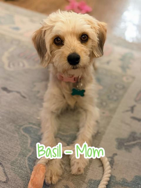 Enlarge Spice Boys, a ADOPTABLE mixed breed in Garland, TX image 2/4