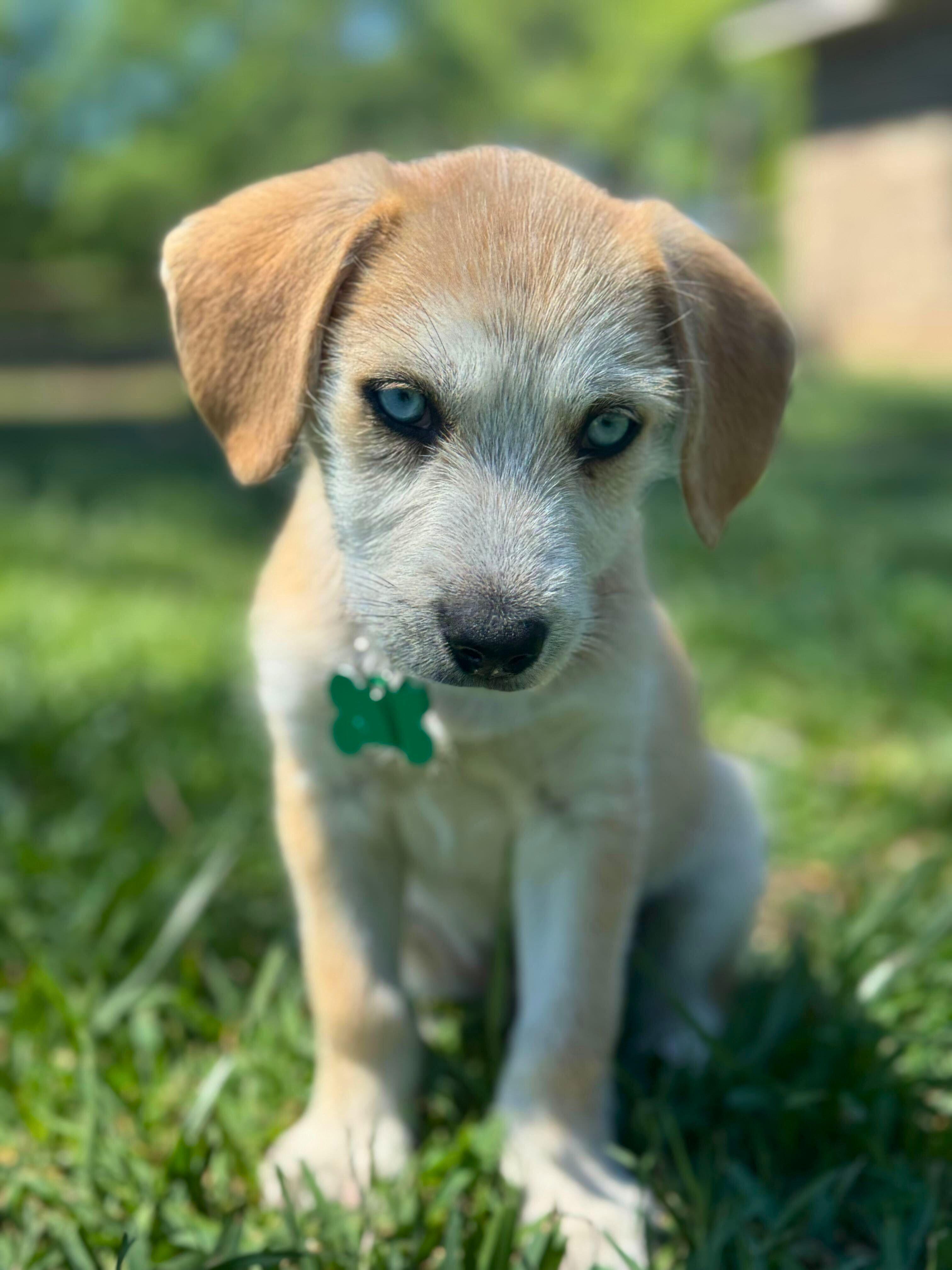 Enlarge Spice Boys, a ADOPTABLE mixed breed in Garland, TX image 3/4