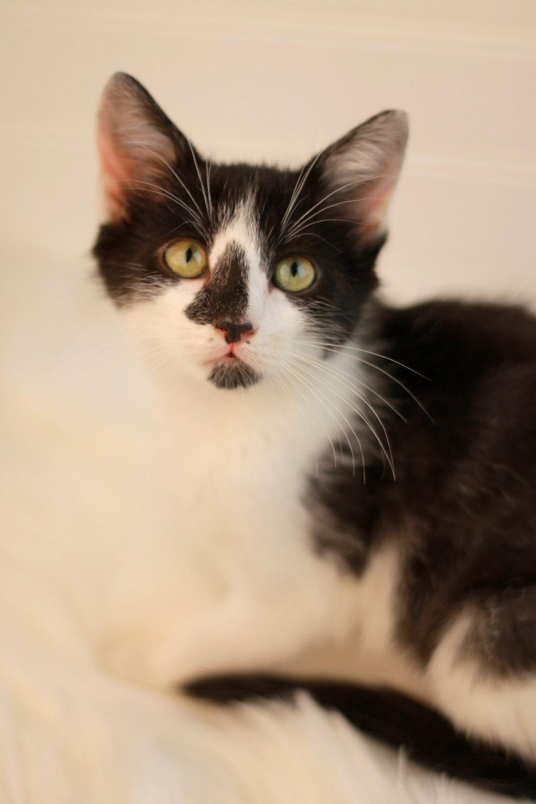 Enlarge Neptune, a Adoptable mixed breed in Cookeville, TN image 1/3